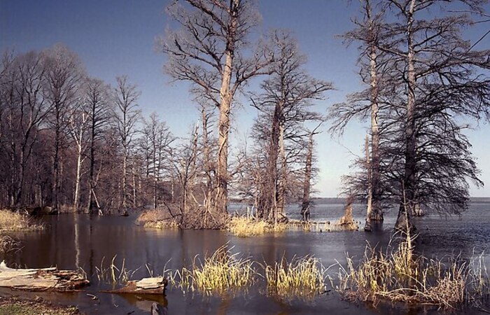 Scenic Beauty of Reelfoot